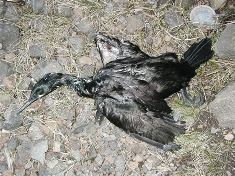 鳥死亡